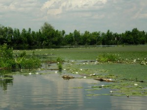 tisza-to-vizitura-kenutura-www.tisza-to-vizitura.eoldal.hu-ohalaszi-holt-tisza.jpg