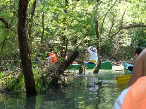 tisza-to-es-mangrove-dzsungel-vizitura--kenutura-tiszatavi.jpg