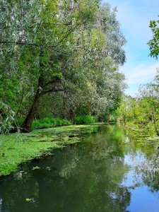 tisza-to-mangrove-2424.jpg