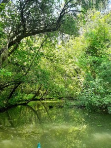 tisza-to-mangrove.jpg