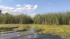 tisza-to-vizitura_20200829.jpg