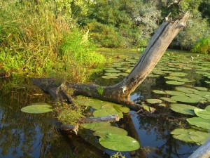 tisza-to-vizitura-tisza-tavi-kenuzas-43.jpg