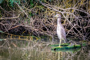 dsc_0560.jpg