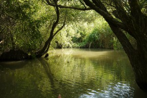 www.tisza-to-vizitura.eoldal.hu-tisza-to-mangrove.jpg