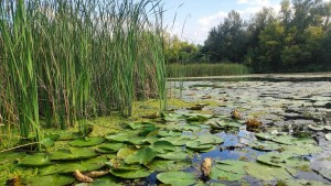 tisza-to-vizitura_20200829-3.jpg