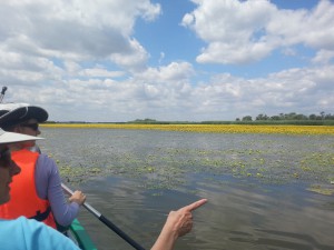 20140615_tisza-to-vizitura-kenutura-tunderfatyol-a-szartos-utan.jpg